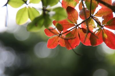 みたび大台ケ原～緑の世界～１