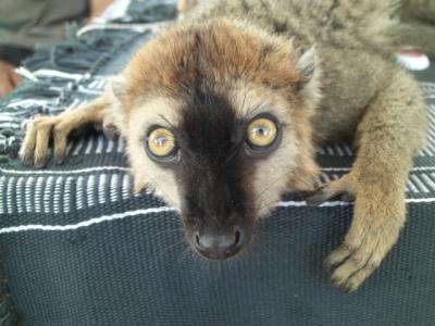 マニアック? マダガスカル