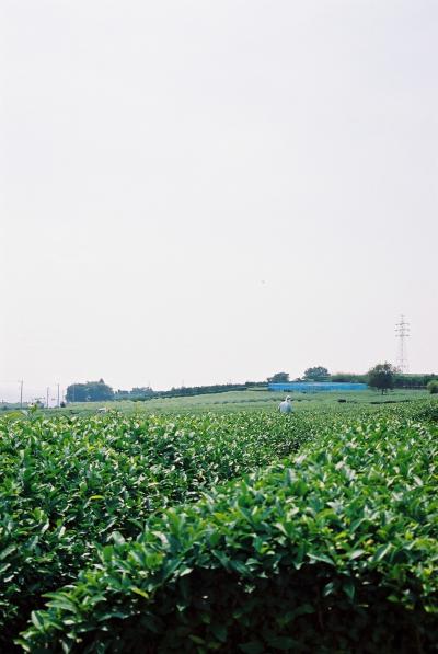 富士山のいない、富士西麓