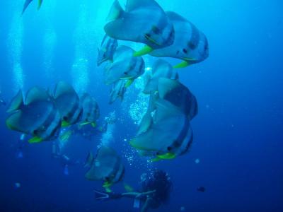 ダイビング in タオ島 2007年夏休み