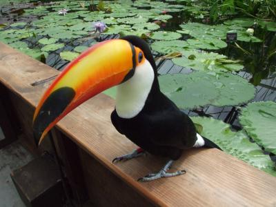 掛川花鳥園