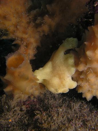 最近人気上昇中?井田でダイビング