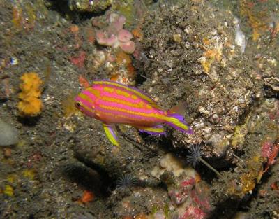 伊豆大島で欲張りダイビング 秋の浜編