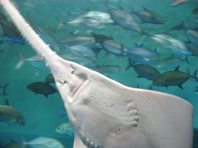 京急油壺マリンパーク1 魚の国・海洋深層水館