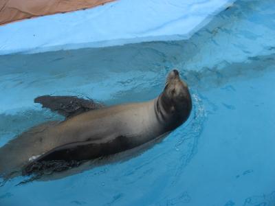 京急油壺マリンパーク3 ペンギン・あしか島etc.