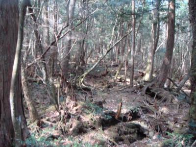 ★河口湖・伊豆旅行１日め★