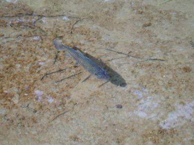 上高地　　４日目