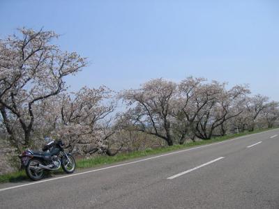 桜と海ツーリング