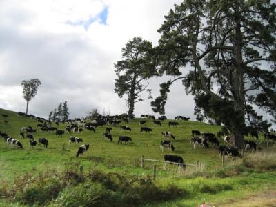 ニュージーランドの牛