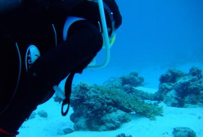 ダイビング（ｉｎ阿嘉）