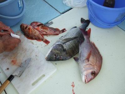 鯛釣り　　天草海