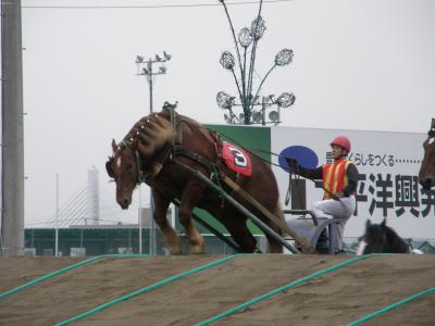 ばんえい競馬は北海道遺産なんですよ
