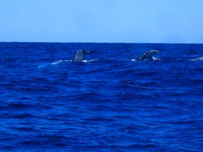 07ｵｰｽﾄﾗﾘｱ周遊の旅：３日目（モートン島・鯨ウォッチング