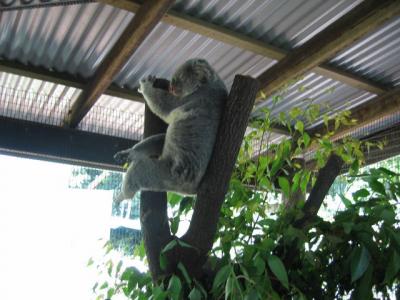 オーストラリア大自然満喫の旅8日間 ■2日目:ケアンズ半日観光