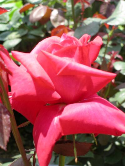 1961年のパリ便り【683】バスク地方を横断する