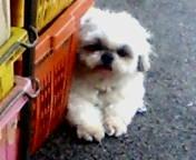 可愛いワンコとカオマンガイと、クソババア