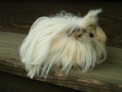 クウとドライブ