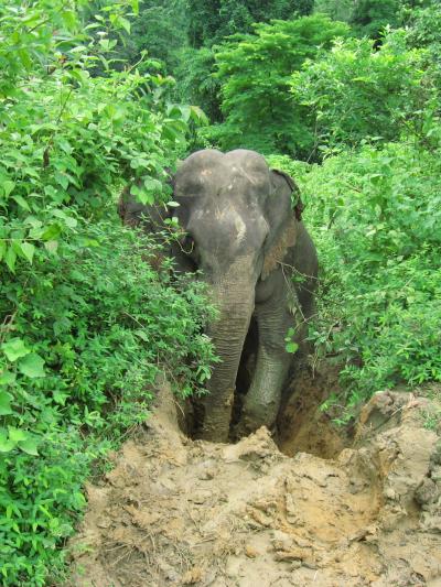 ミャンマー途中下車～中北部 1 ニャウンレビン～タウングーと象