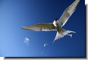 極北の地！　グリーンランドとアイスランドの旅 20・・旅いつまでも・・