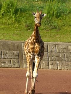 千葉市動物公園へ行ってみよう