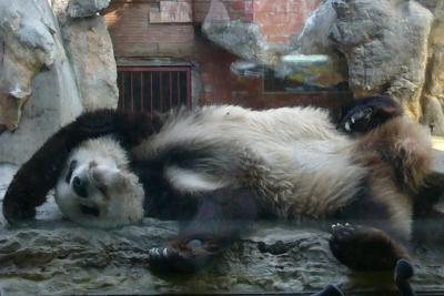2007北京動物園のパンダ