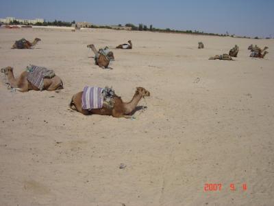 ドゥーズでラクダにノリノリ