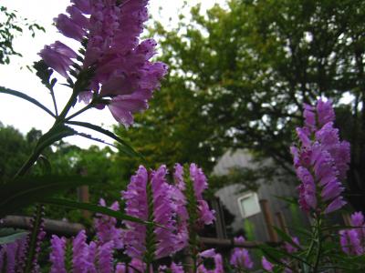 江戸東京たてもの園