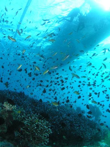 フィリピン ダイブサファリVol.1