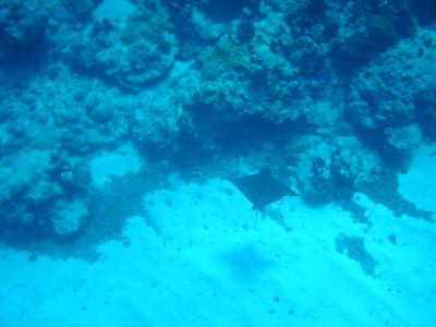 2007年9月沖縄ダイビング（その３）