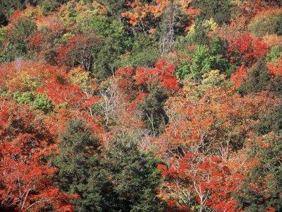 秋のアルゴンキン州立公園　-３日目-　（その１）