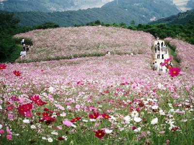 白木峰コスモス花園