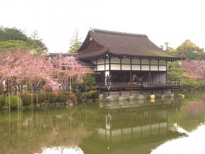 平安神宮 花見