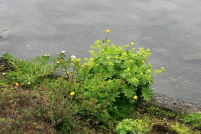 極北の地！ グリーンランドとアイスランドの旅 40・・旅いつまでも・・