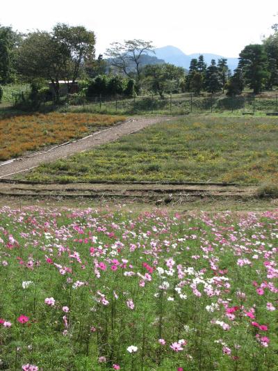 思いがけない長瀞散策　その?花の里と野土山