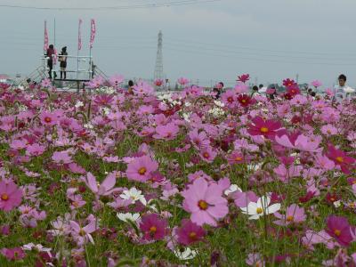 袋井市　浅羽地区の５００万本コスモス畑がほぼ満開