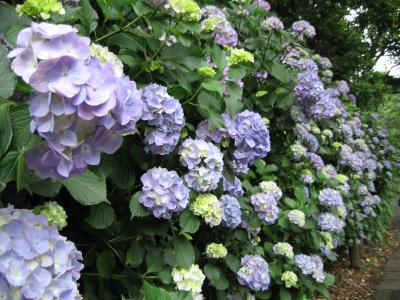 6月のあじさい寺/鎌倉