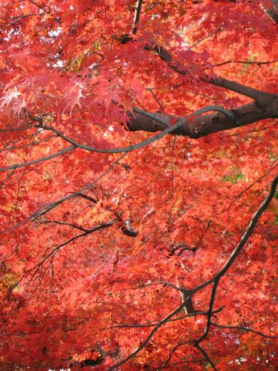さすが・・・!/京都