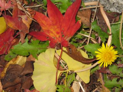 唯称庵のカエデ林の紅葉