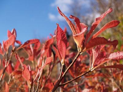 紅葉の東北２００６（３）