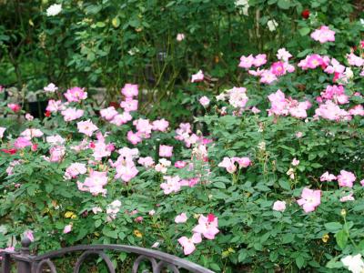2007秋、秋バラ探訪・東山植物園：レディ・ローズ、グラミス・キャッスル、絵日傘