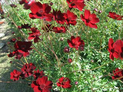 秋のお花見その１　備北丘陵公園　