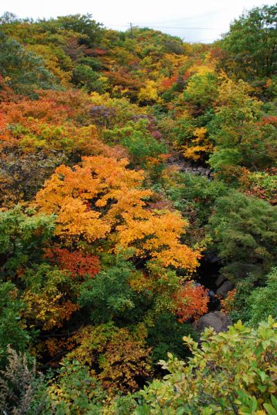 手術後のリハビリと東北紅葉探り?