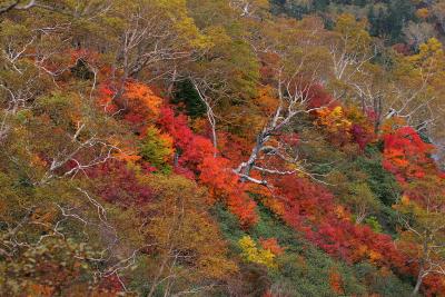 2007秋　長野県栂池・八方の紅葉