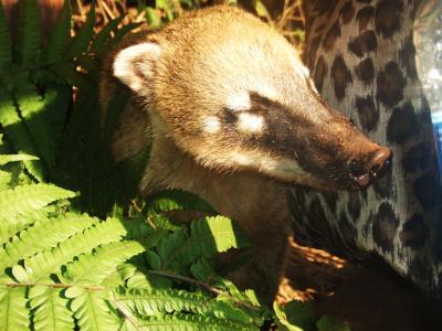 南米旅行記　（リオデジャネイロ・イグアスの滝・ブエノスアイレス編）　～観光レポート♪～