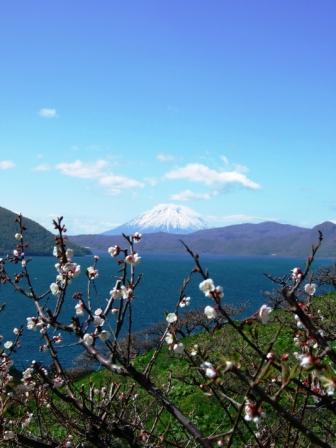 33-最高のロケーション、「羊蹄山・洞爺湖・梅・桜」