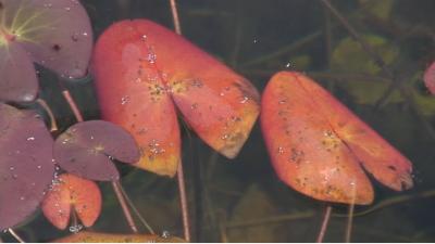 【動画あり】　尾瀬沼　沼尻周辺の草紅葉