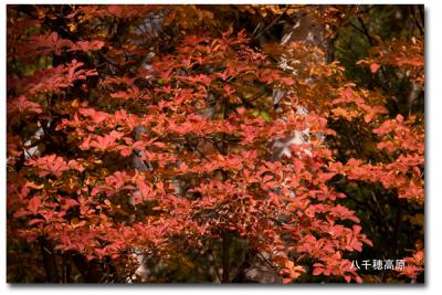 信州・八千穂高原の紅葉2