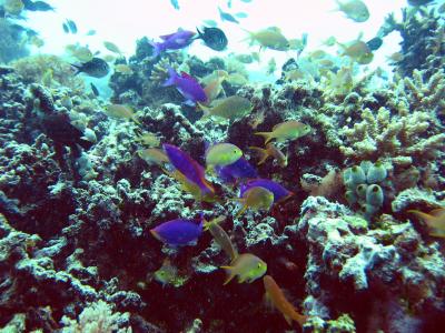 Balicasag,Philippine Diving