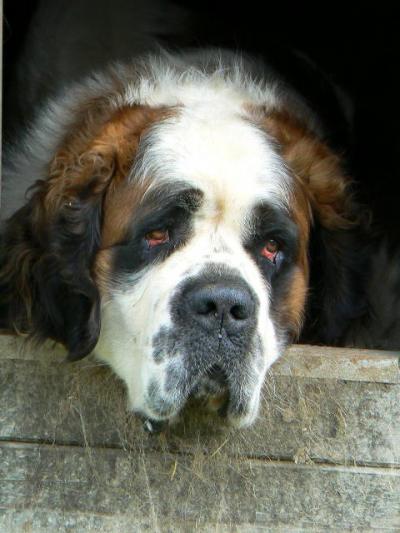 スイス写真集【603】セント・バーナード犬を生んだ風土