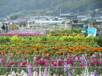 花を求めて房総へ